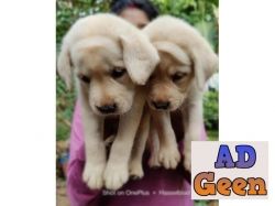Quality lab puppies for sale